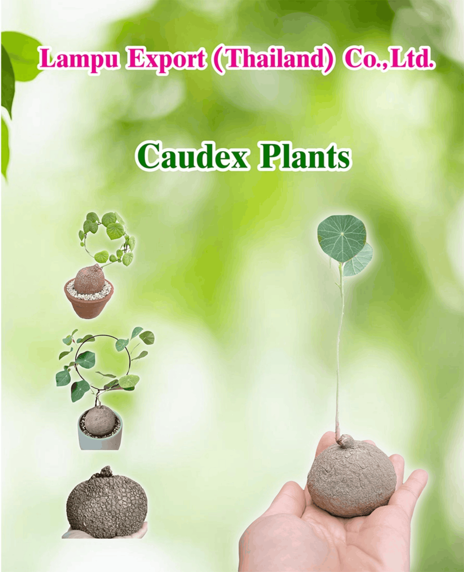 Caudex plants